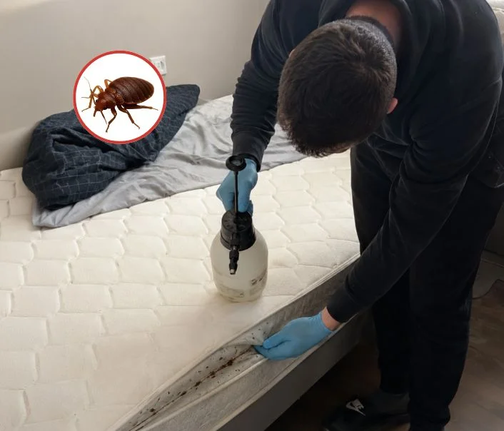 Technicien traitant un matelas contre les punaises de lit à Othis